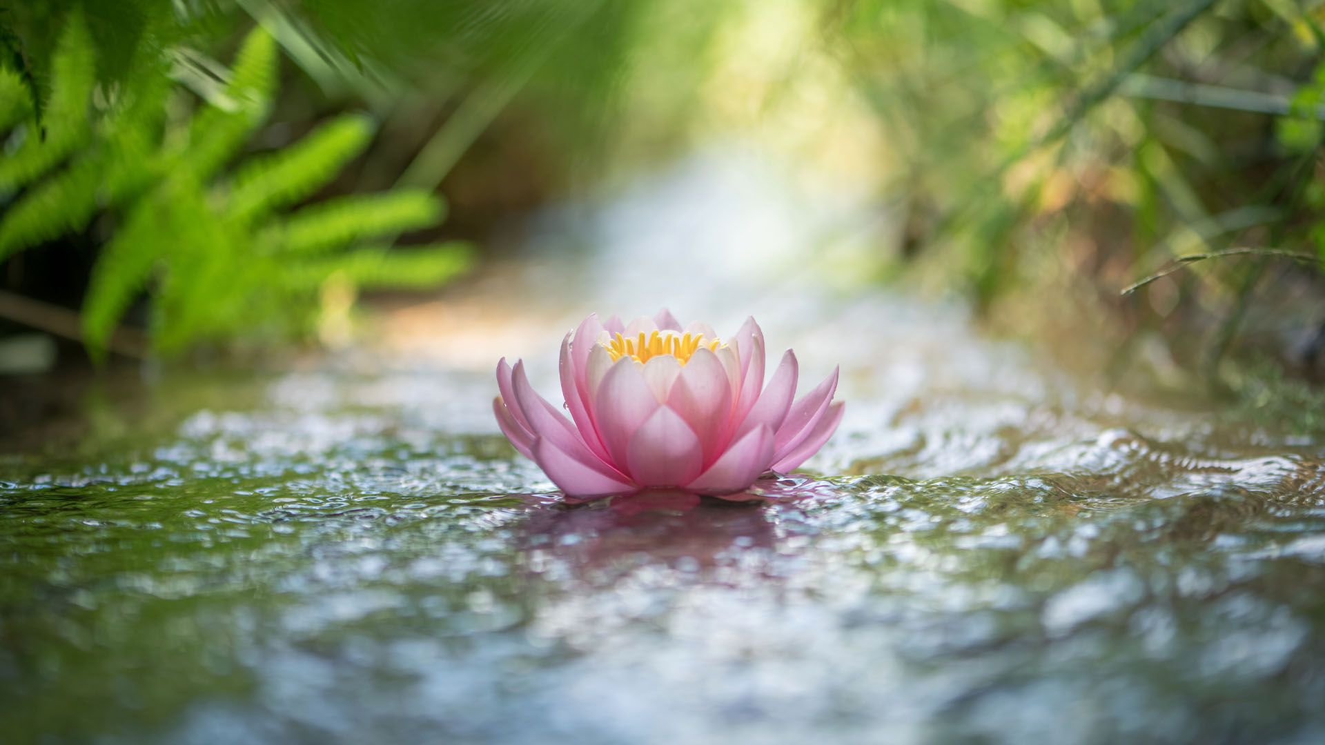 https://images.dailyom.com/images/LP_HowtoFindPeaceregardlessofYourCircumstance_1920x1080.jpg