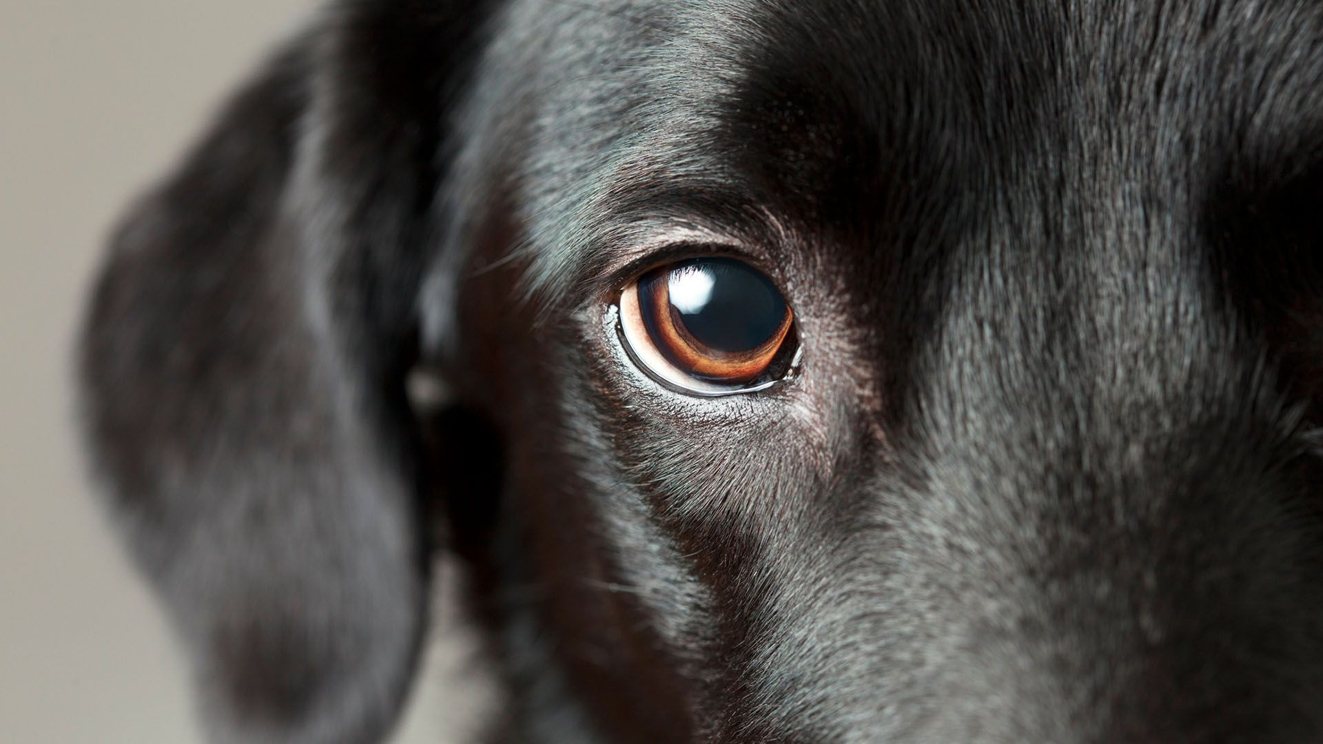 https://images.dailyom.com/images/LP_Soul-to-SoulCommunicationWithAnimals_1920x1080 (1).jpg